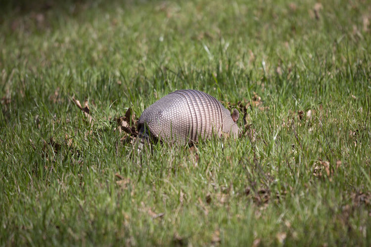Close-up of an animal on grass