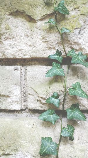 Plant growing on wall