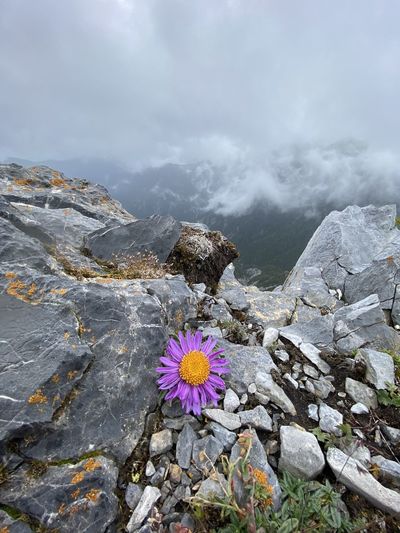 Close-up of flowering plant by rocks against sky