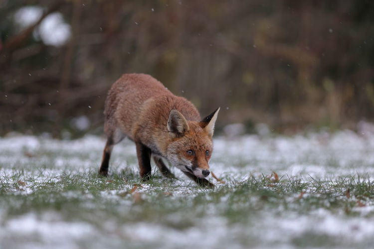 A red fox in the snow