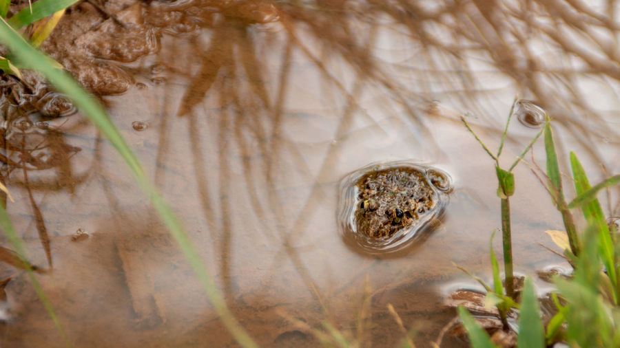 Close-up of toad in muddy water
