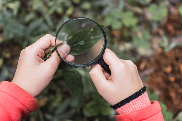 Cropped unrecognizable ethnic focused child with green plant leaf looking through magnifying glass in woods exploring forest in daytime