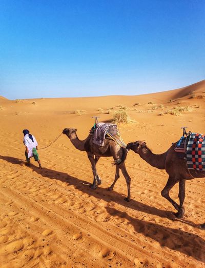 Camel caravan in the moroccan sahara
