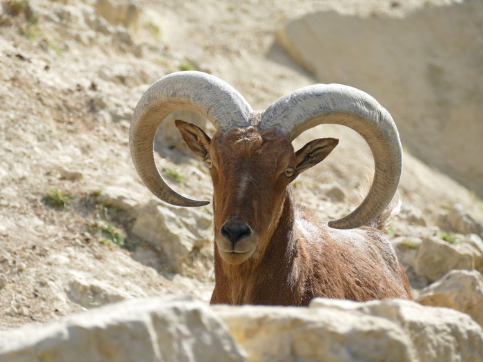 Portrait of a male barbary sheep between rocks - an animal horned like a devil