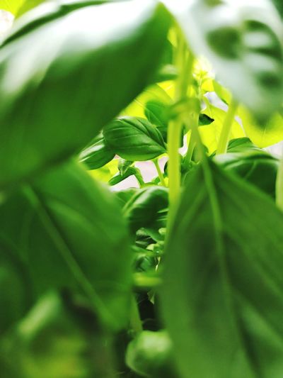 Close-up of green basil plant