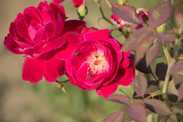 Close-up of pink flowers