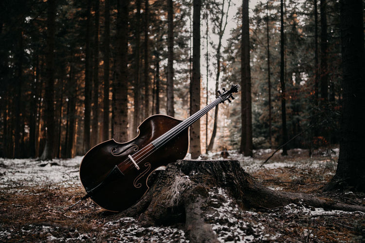 View of guitar in the forest