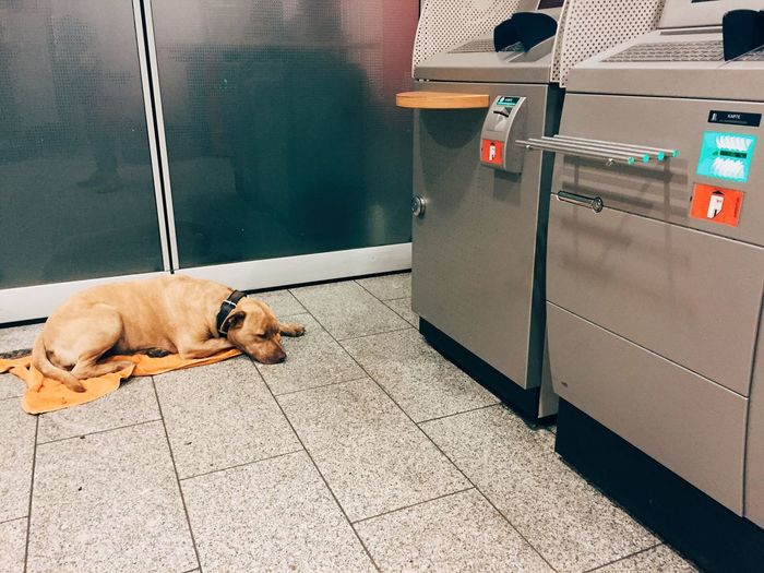 Dog sleeping near atm machines