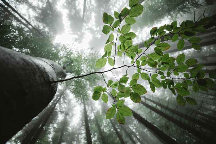 Beech leaves in the misty woods. forest  from below, tall green trees in summer season. bottom view