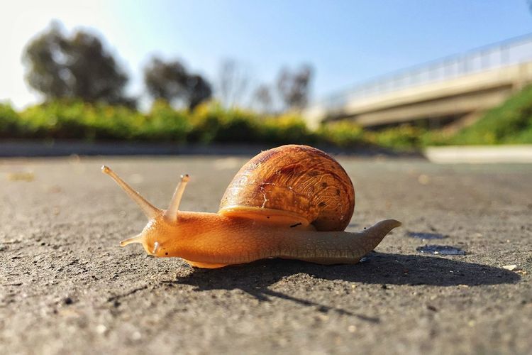 Close-up of snail on road during sunny day