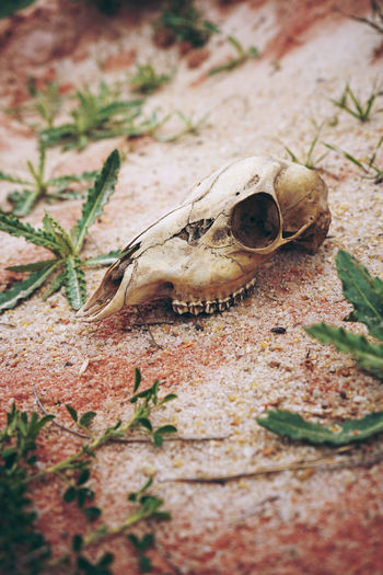 High angle view animal skull and plants on sand