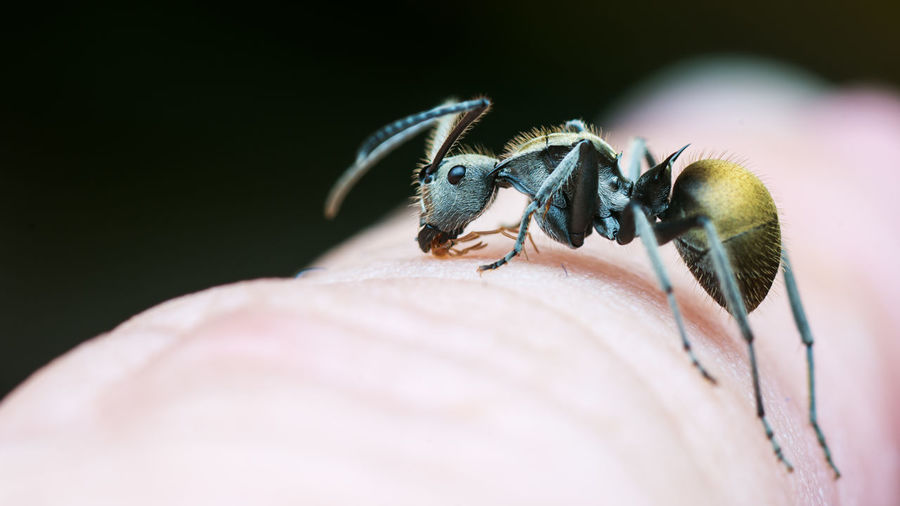 Ant on hand