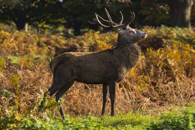 Stag standing on land