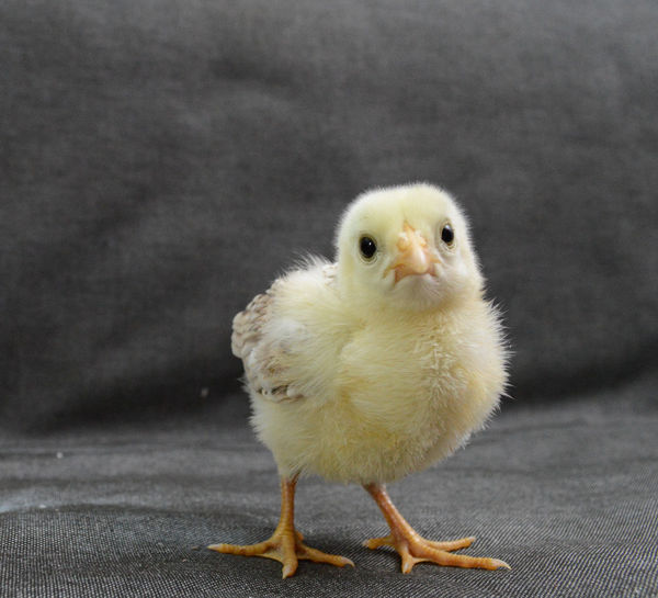 Portrait of baby chicken against gray background