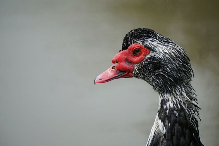 Side view of muscovy duck