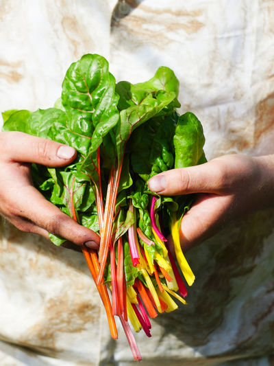 Cropped hand of woman holding food