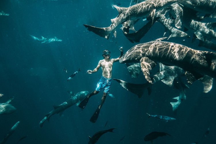 Swimming with the sharks