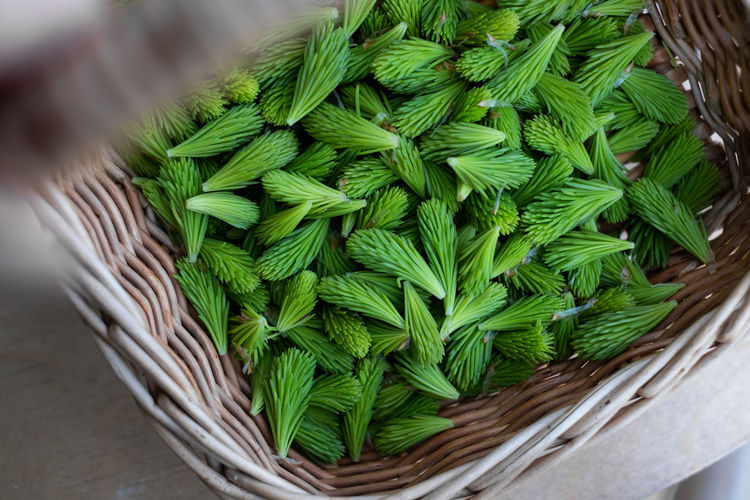 Fresh green spruce tips are new spring growths at the end of a branch. rich in vitamin c.