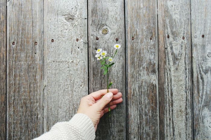 Cropped hand of woman holding flowers against closed wooden door