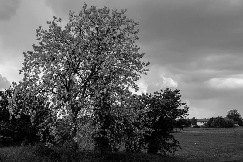 Tree on field against cloudy sky