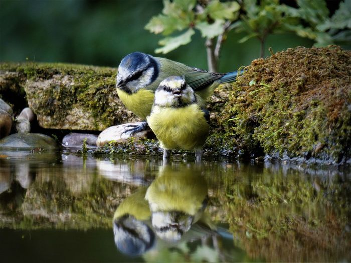 Great tits perching in lake