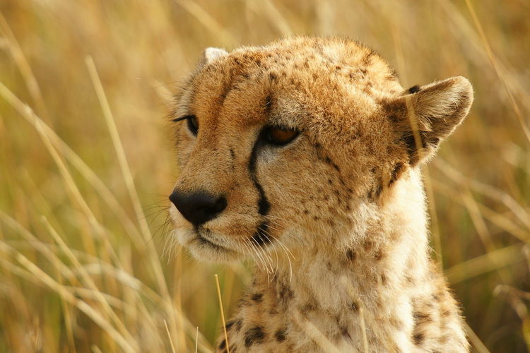 Close-up of a cheetah cub against blurred background