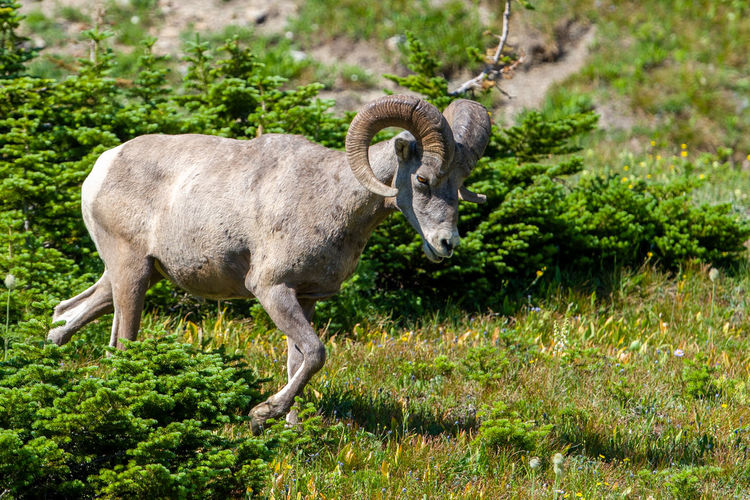 Big horn sheep - glacier national park