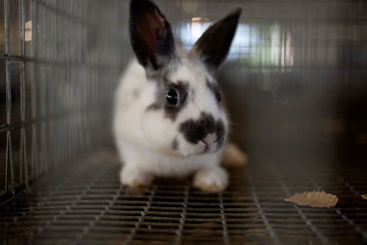 Close-up portrait of rabbit in cage