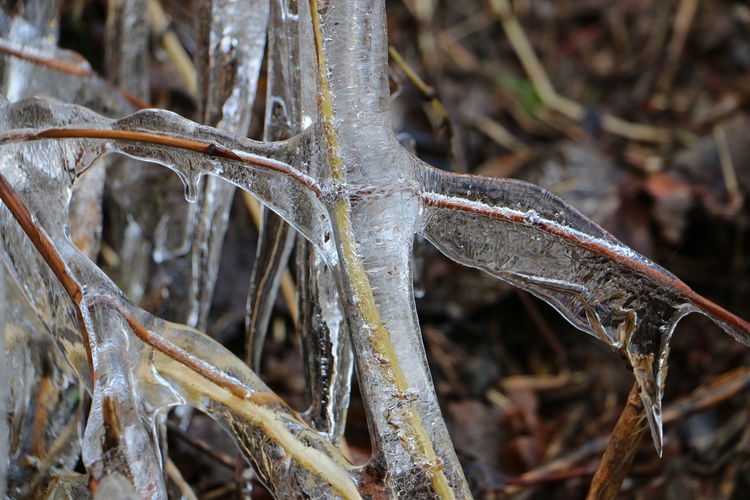 Close-up of dried leaves on snow covered field