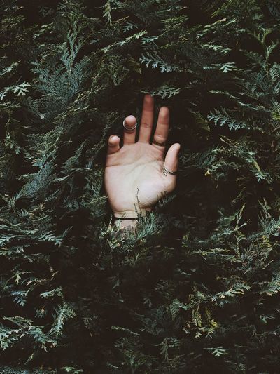 Person hand in a bush