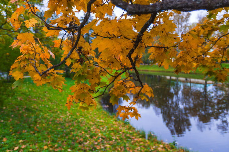 Close-up of autumn tree by lake