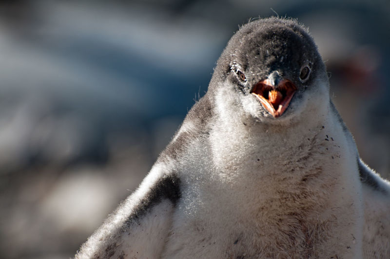 Close-up of penguin 