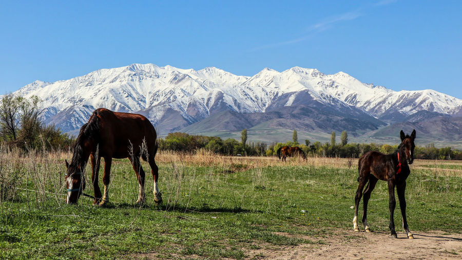 Horse on field against mountain range