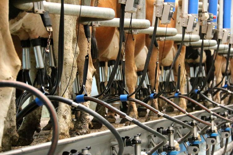 Milk cluster attached to cows in dairy farm