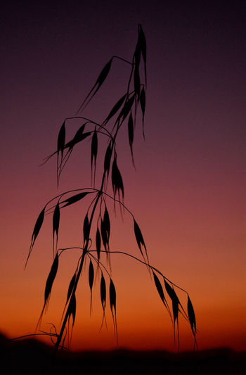 Close-up of silhouette plants against sunset sky
