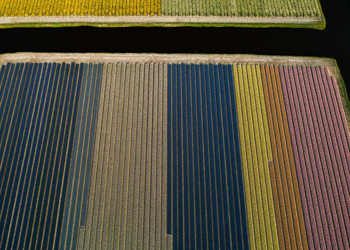 Aerial view of hyacinth flowers field