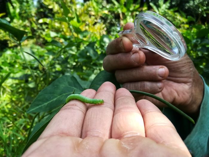 Close-up of person holding magnifying glass by caterpillar on fingers
