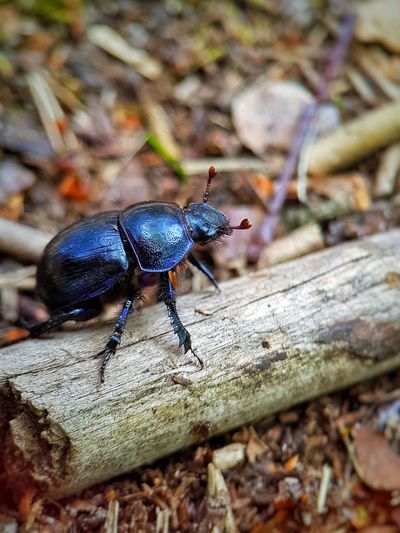 Close-up of insect on wood