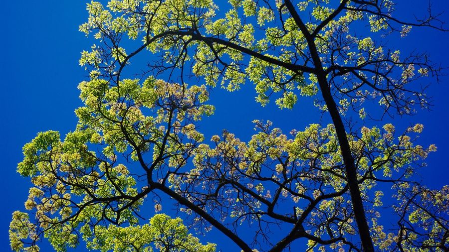 High section of flower tree against clear blue sky