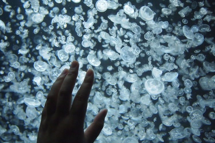 Cropped image of hand touching fish tank full of jellyfish at aquarium