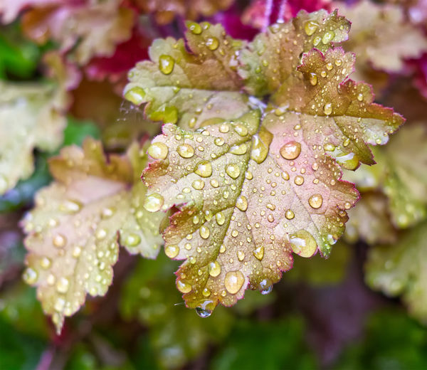 Close-up of water drops on leaves