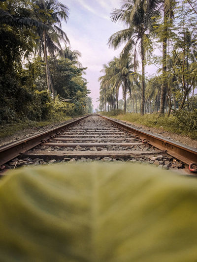 Surface level of railway tracks along trees