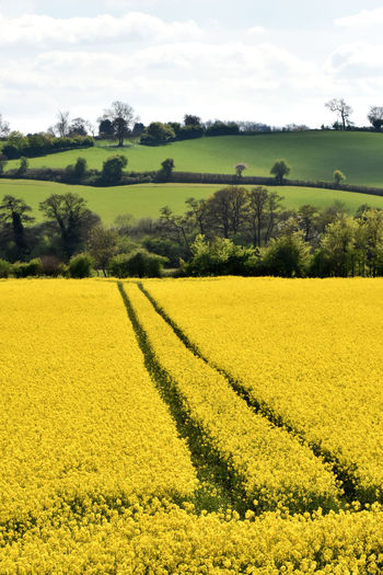 Scenic view of field against sky