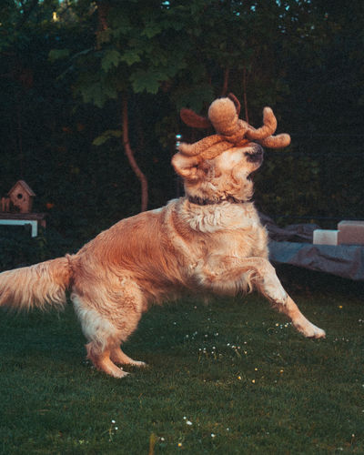 View of a dog on field