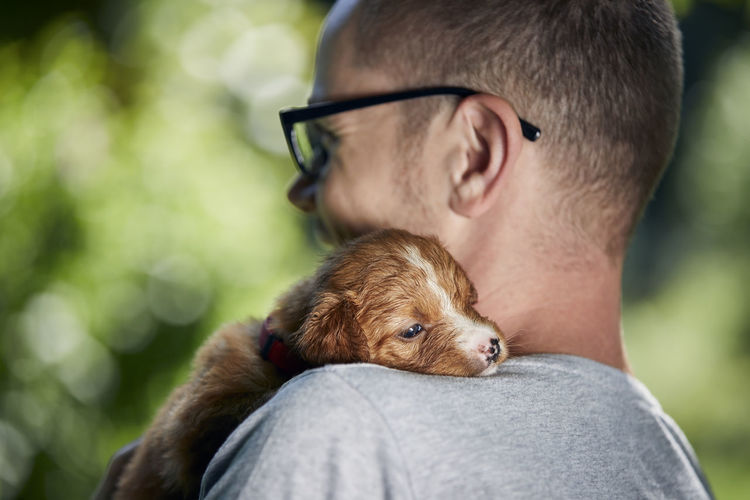 Man holding cute puppy on shoulder. nova scotia duck tolling retriever looking at camera