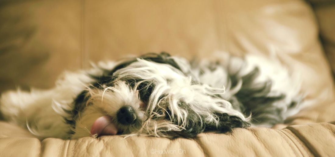Hairy dog relaxing on sofa