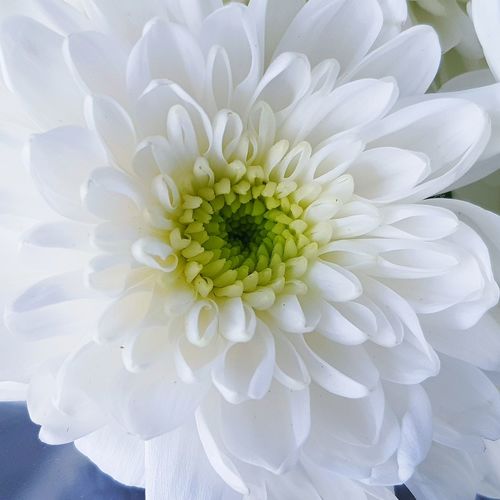 Close-up of white dahlia flower
