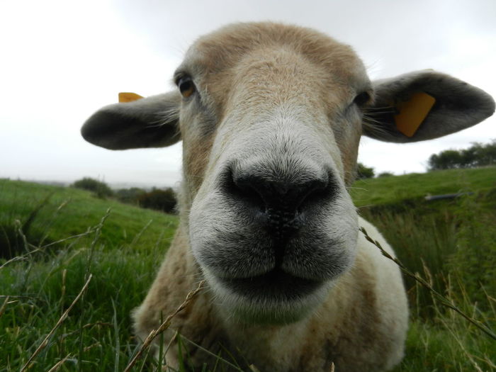 Close-up of sheep in field