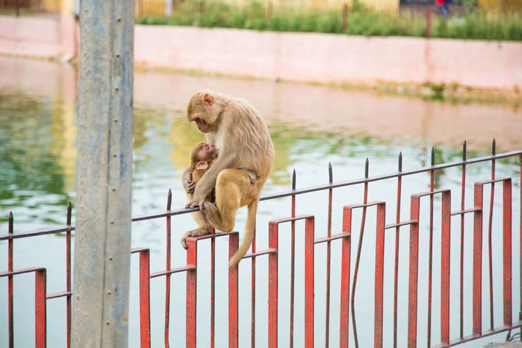 Monkey on railing by water