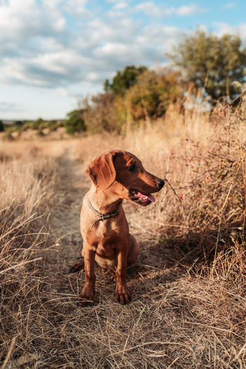 A hunting dog looks around the road
